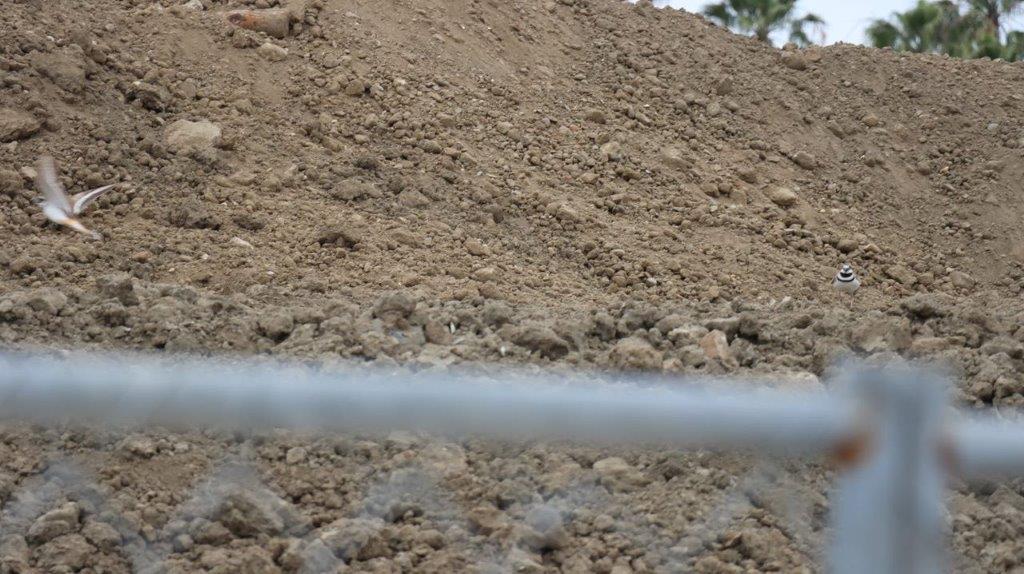 A close-up of a pile of dirt

Description automatically generated