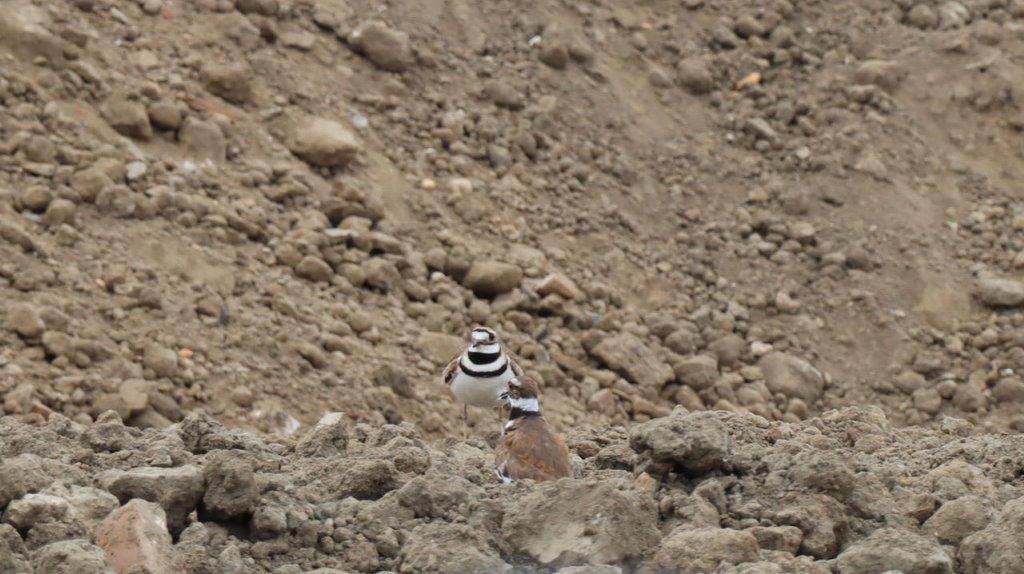 A couple of birds standing on a rocky hill

Description automatically generated