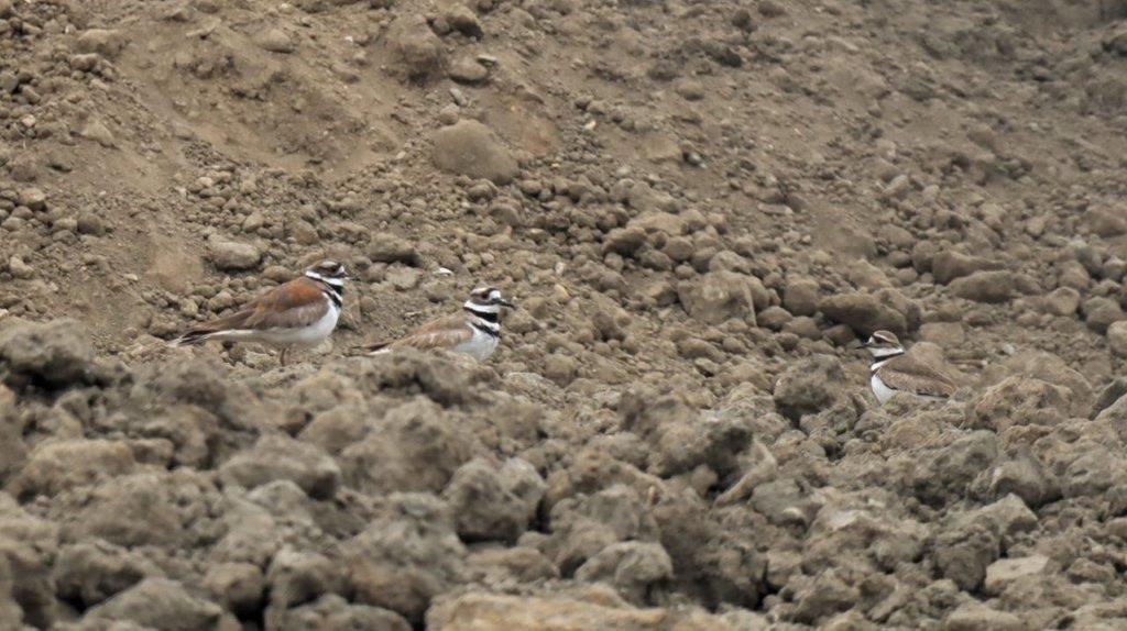 A group of birds on a rocky hill

Description automatically generated