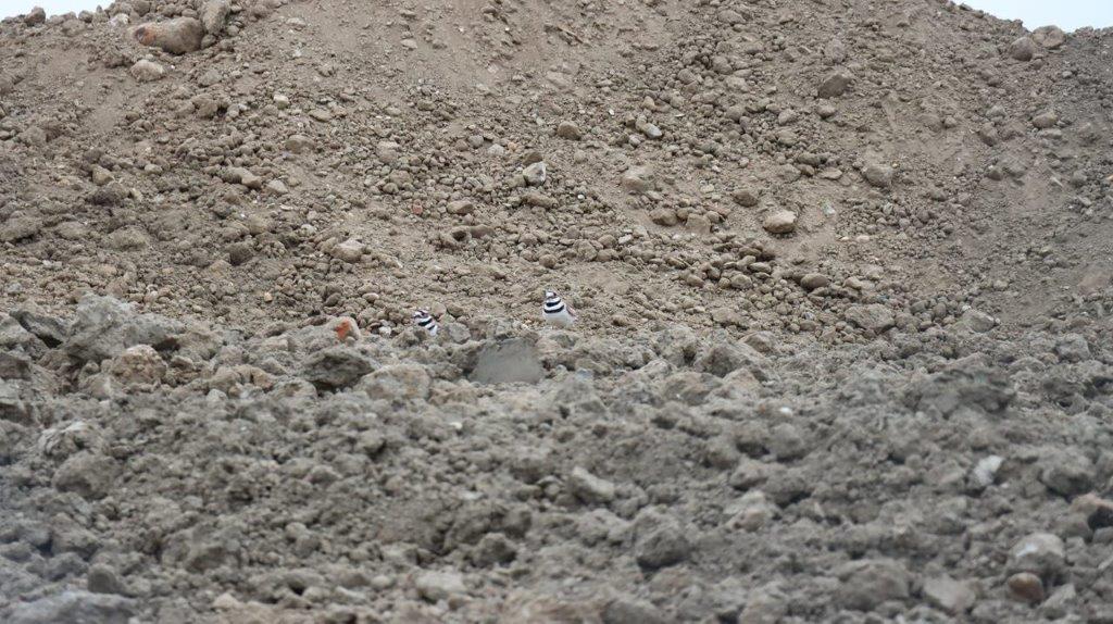 A close-up of a dirt field

Description automatically generated