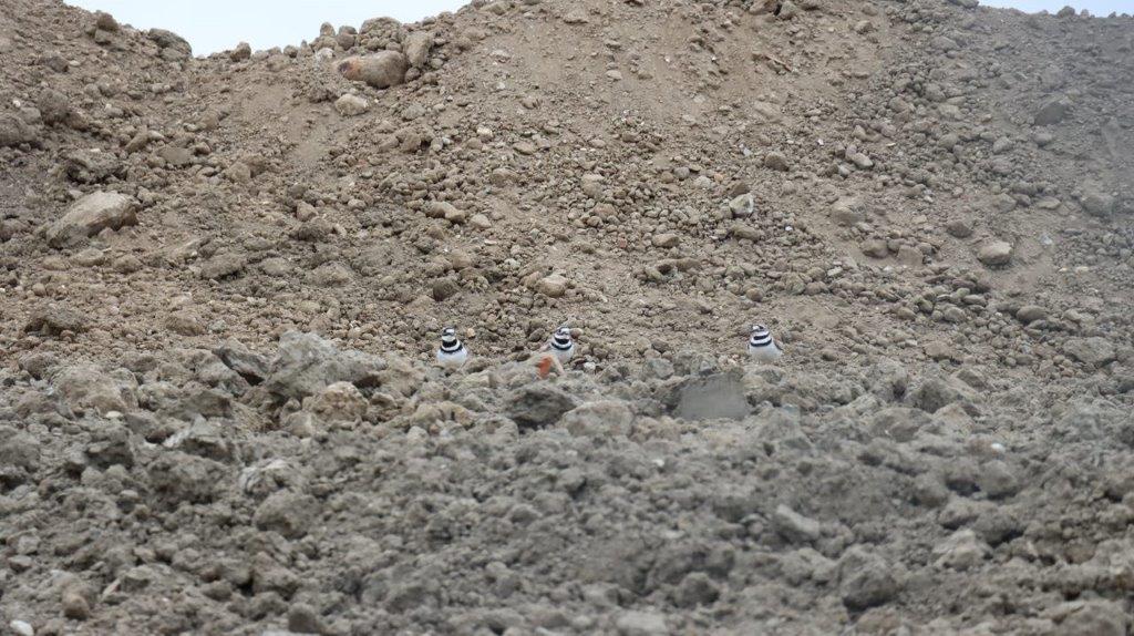 A pile of dirt and rocks

Description automatically generated