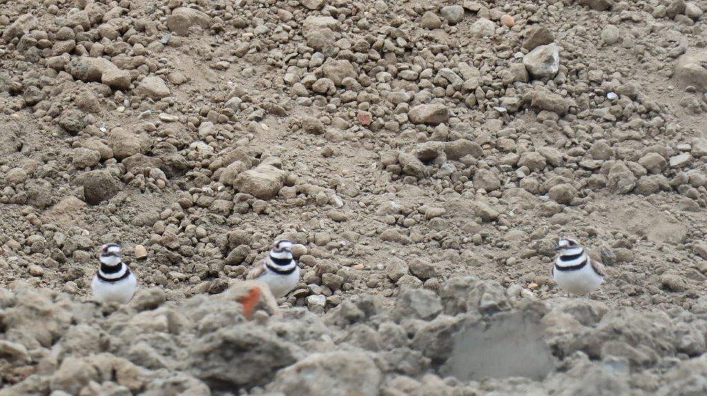 A bird standing in a rocky area

Description automatically generated