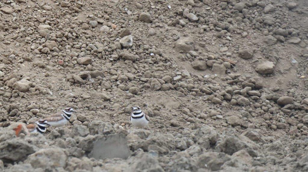 Birds in the dirt

Description automatically generated