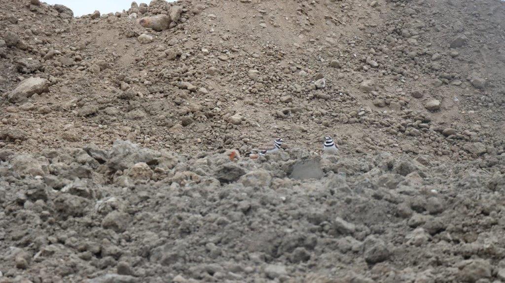 A pile of dirt with small rocks

Description automatically generated