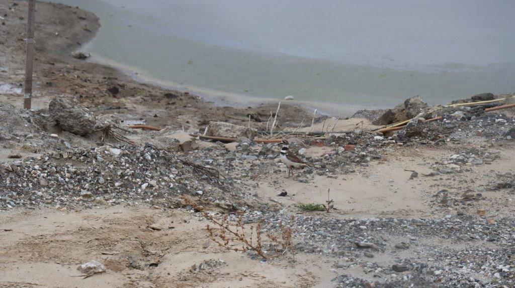 A close-up of a sandy beach

Description automatically generated