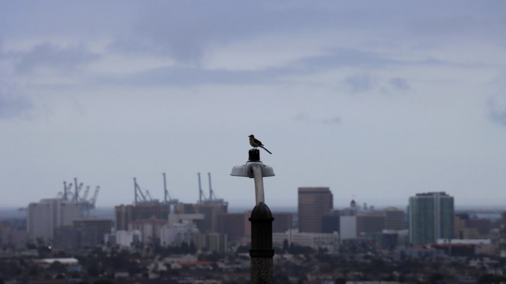 A bird perched on a pole

AI-generated content may be incorrect.