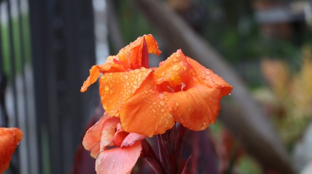 A close up of a flower

AI-generated content may be incorrect.