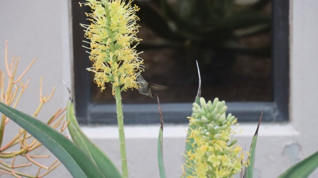A close-up of a flower

AI-generated content may be incorrect.