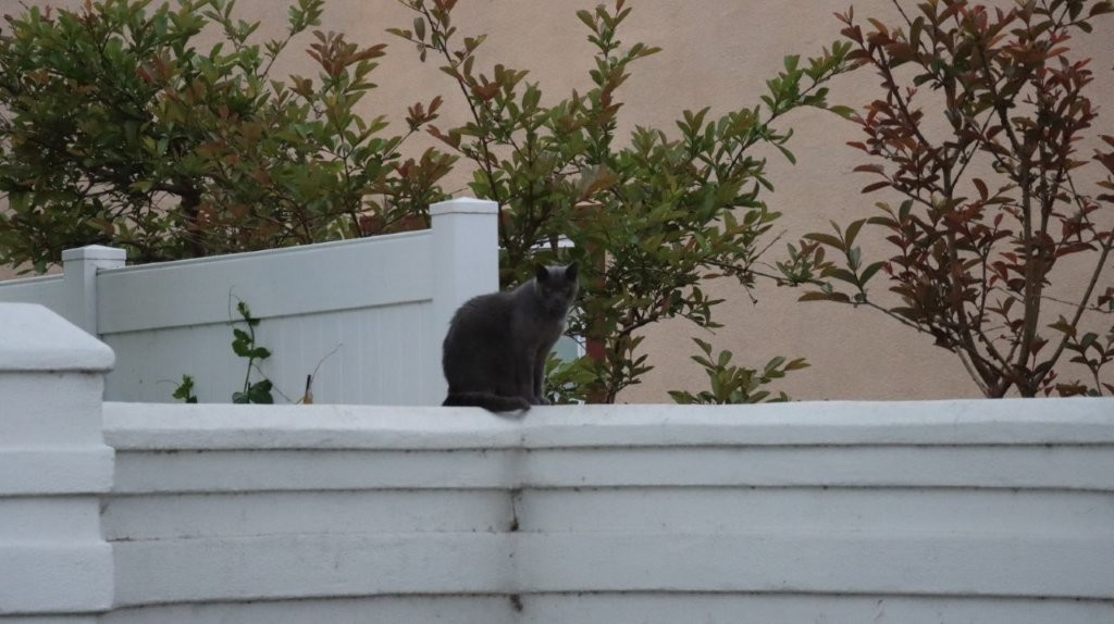 A cat sitting on a white wall

AI-generated content may be incorrect.