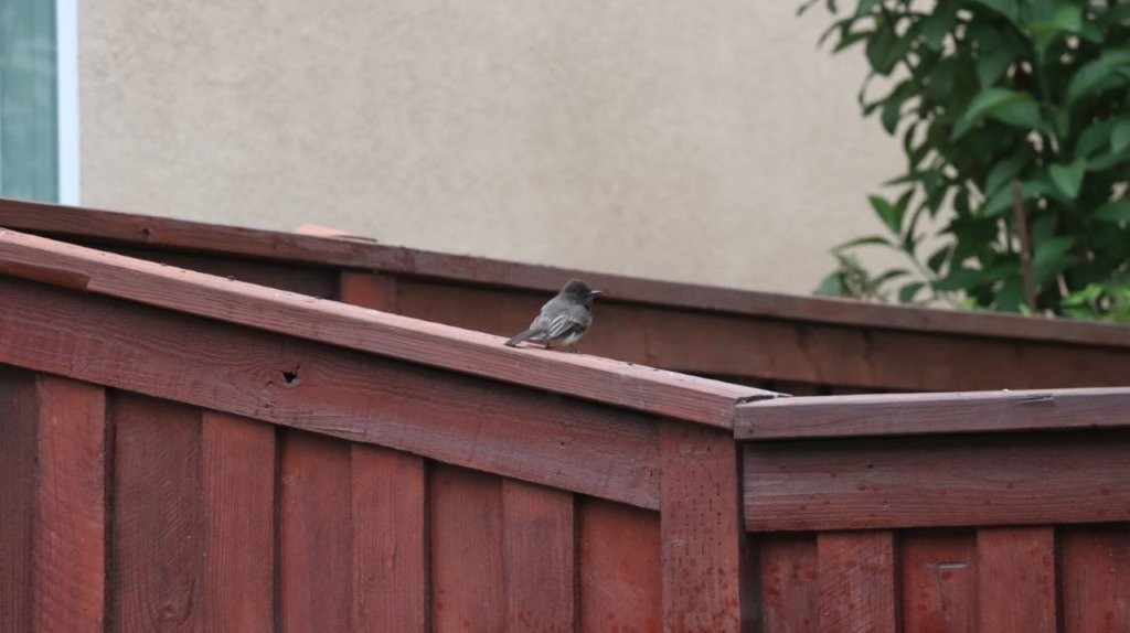 A bird perched on a wooden fence

AI-generated content may be incorrect.