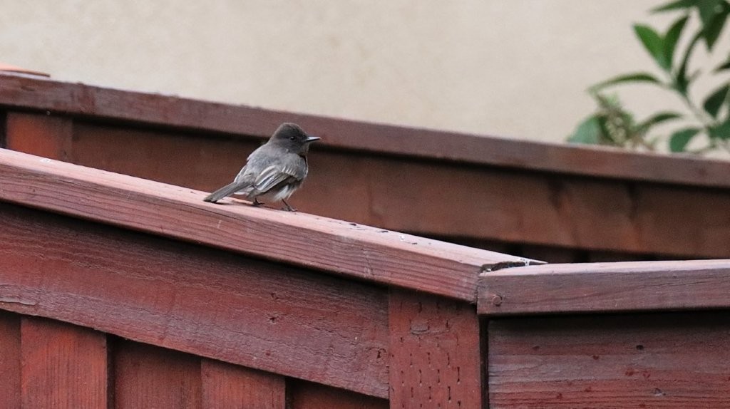 A bird perched on a wooden railing

AI-generated content may be incorrect.
