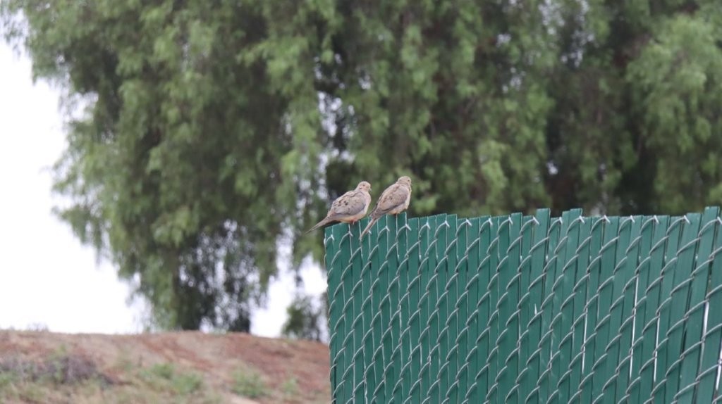 Birds sitting on a fence

AI-generated content may be incorrect.