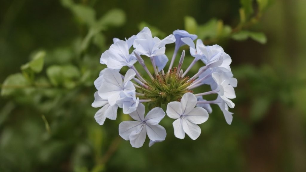 A close-up of a flower

AI-generated content may be incorrect.