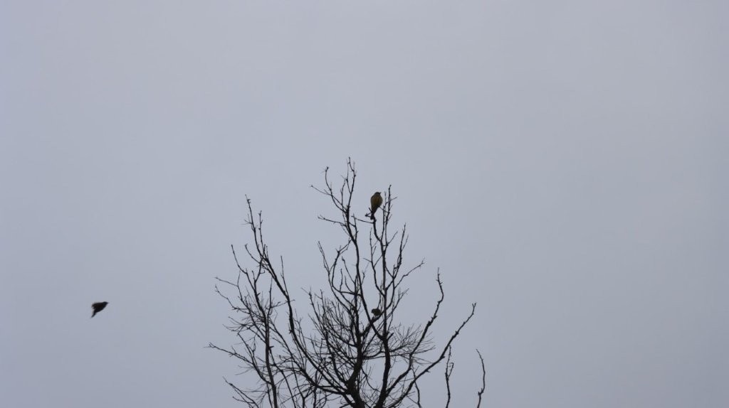 A bird perched on a tree

AI-generated content may be incorrect.