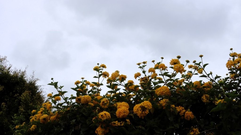 A group of yellow flowers

AI-generated content may be incorrect.