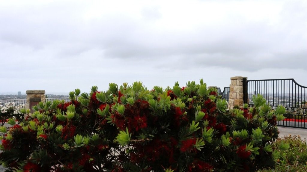 A bush with green leaves

AI-generated content may be incorrect.
