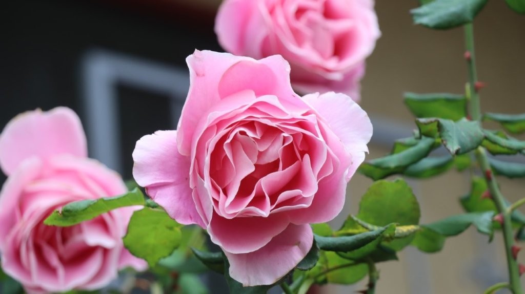 A close up of a pink flower

AI-generated content may be incorrect.