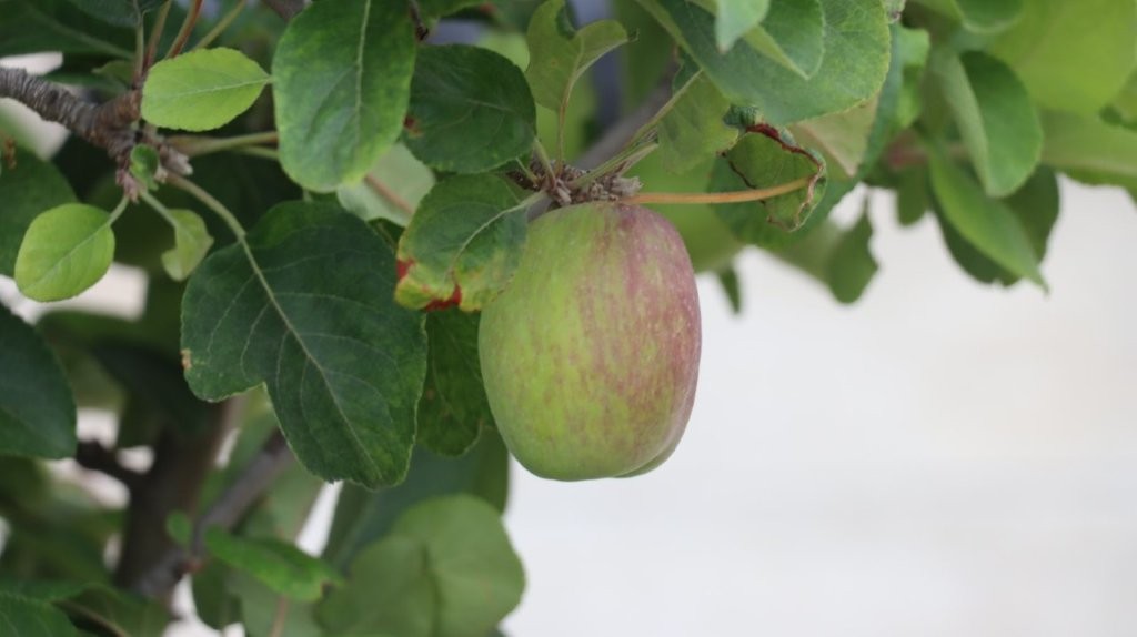A green apple on a tree

AI-generated content may be incorrect.