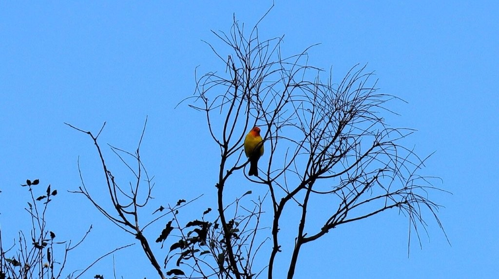 A bird sitting on a tree branch

AI-generated content may be incorrect.