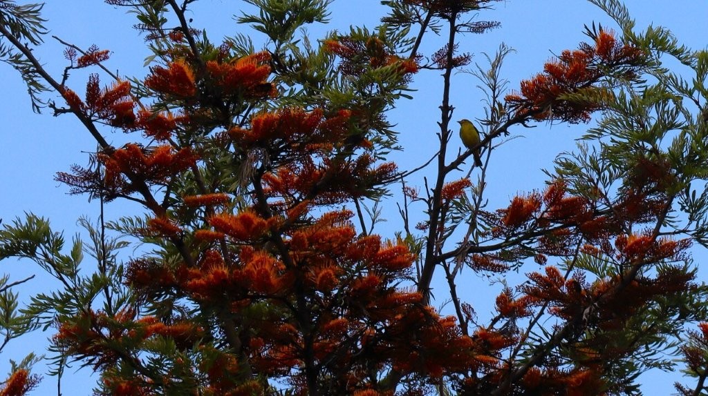 A bird on a tree branch

AI-generated content may be incorrect.