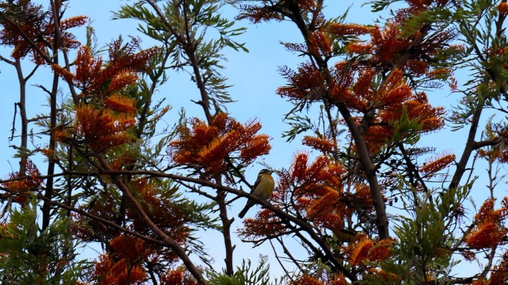 A bird on a tree branch

AI-generated content may be incorrect.