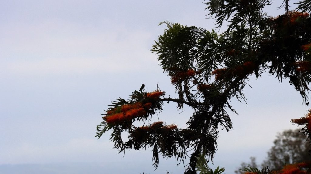 A bird on a tree branch

AI-generated content may be incorrect.
