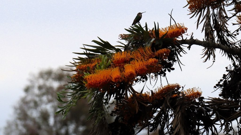 A bird sitting on a tree branch

AI-generated content may be incorrect.
