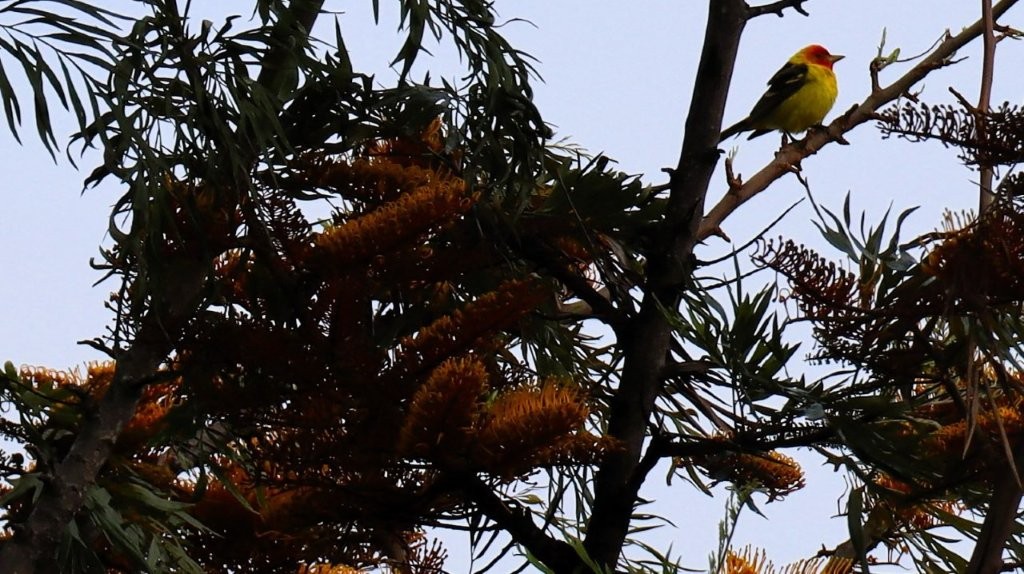 A bird on a tree branch

AI-generated content may be incorrect.