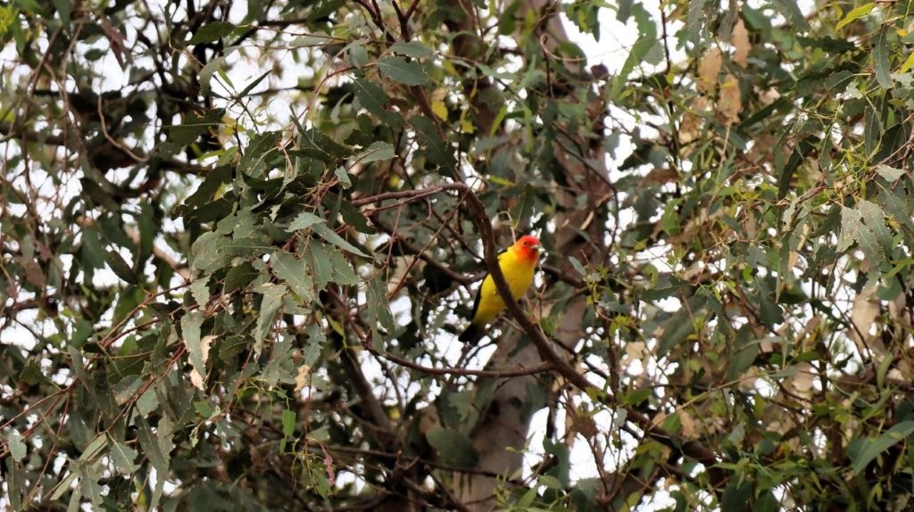 A bird sitting on a tree branch

AI-generated content may be incorrect.