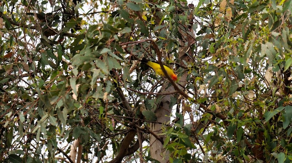 A bird sitting on a tree branch

AI-generated content may be incorrect.