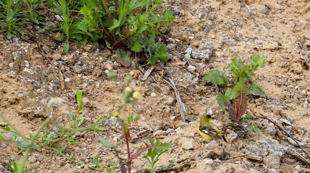 A bird in the dirt

AI-generated content may be incorrect.