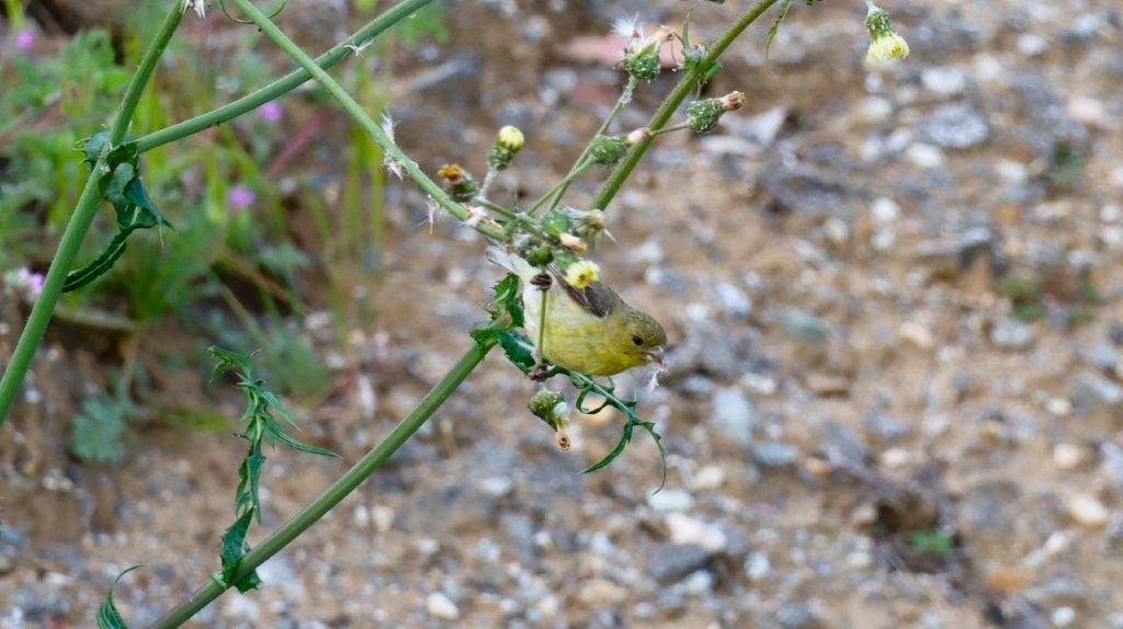 A bird on a plant

AI-generated content may be incorrect.