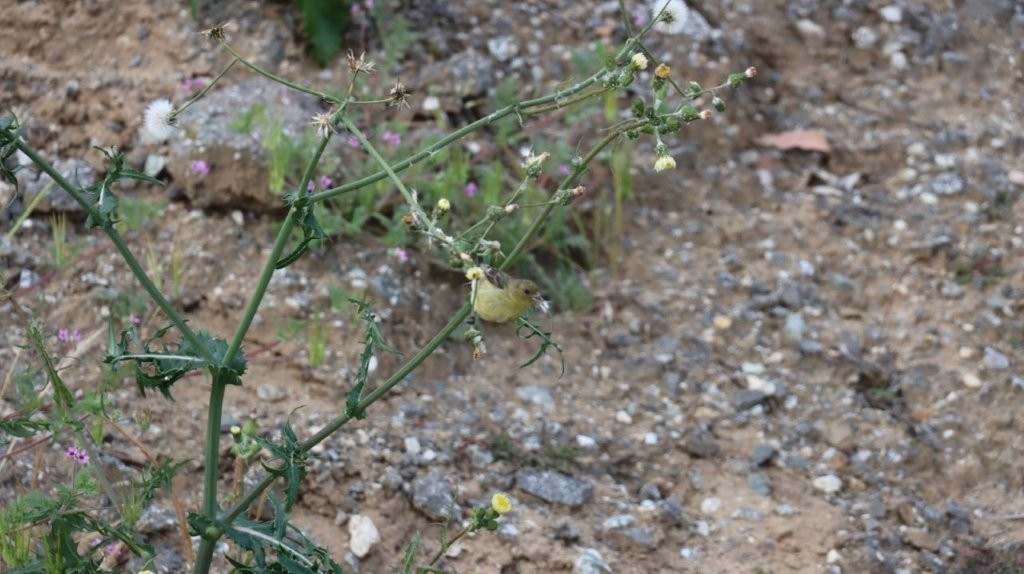 A small bird on a plant

AI-generated content may be incorrect.
