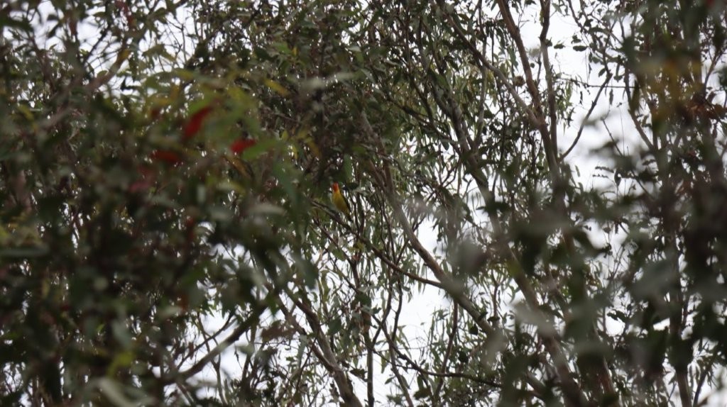 A tree with leaves and branches

AI-generated content may be incorrect.