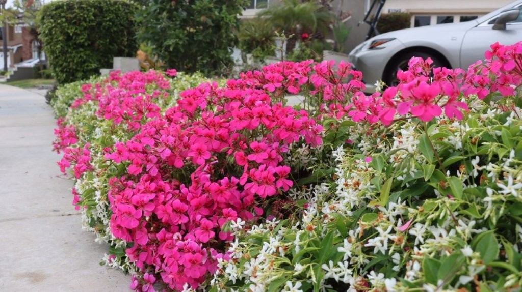 A group of pink flowers

AI-generated content may be incorrect.