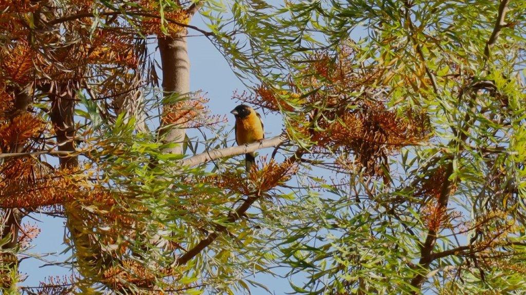 A bird sitting on a branch

Description automatically generated