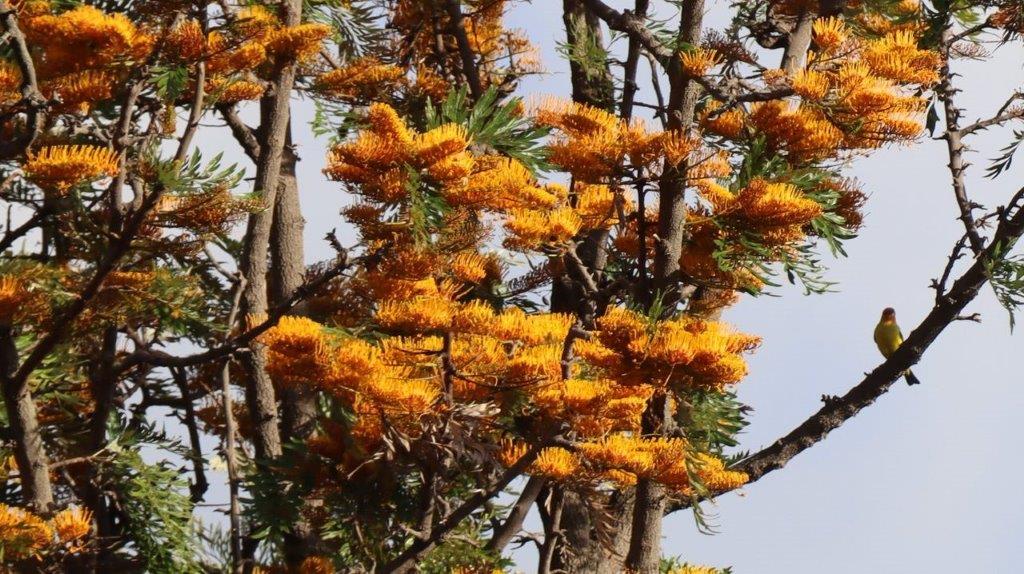 A tree with orange flowers

Description automatically generated