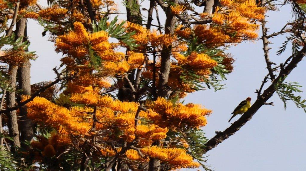 A bird on a tree branch

Description automatically generated