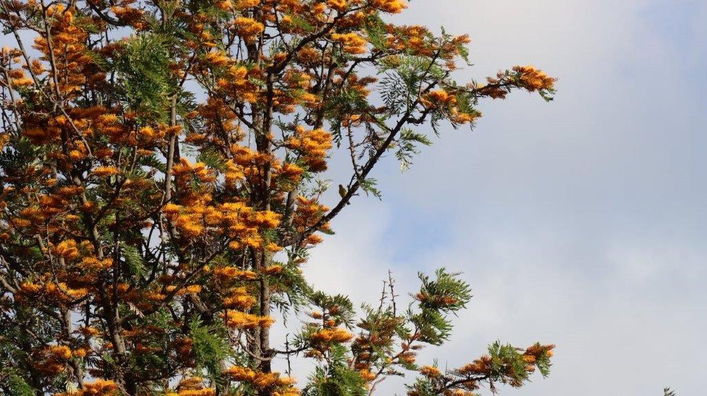 A tree with orange flowers

Description automatically generated