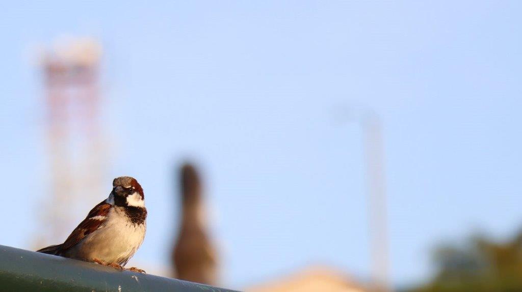 A small bird standing on a metal bar

Description automatically generated