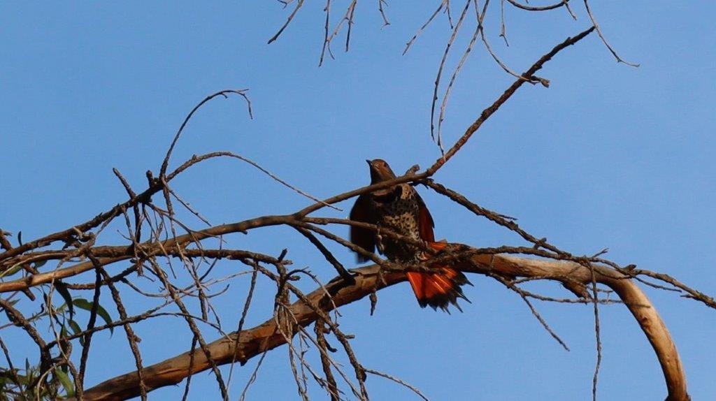 A bird sitting on a branch

Description automatically generated