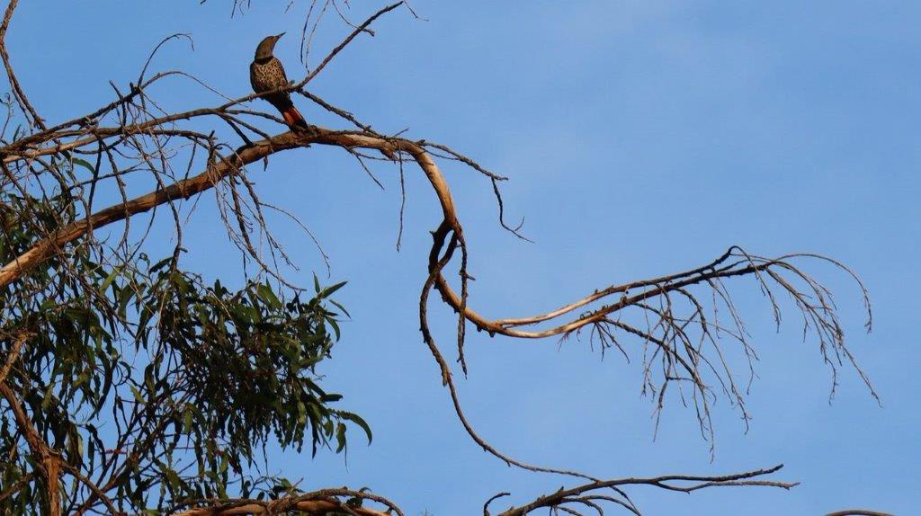 A bird perched on a tree branch

Description automatically generated