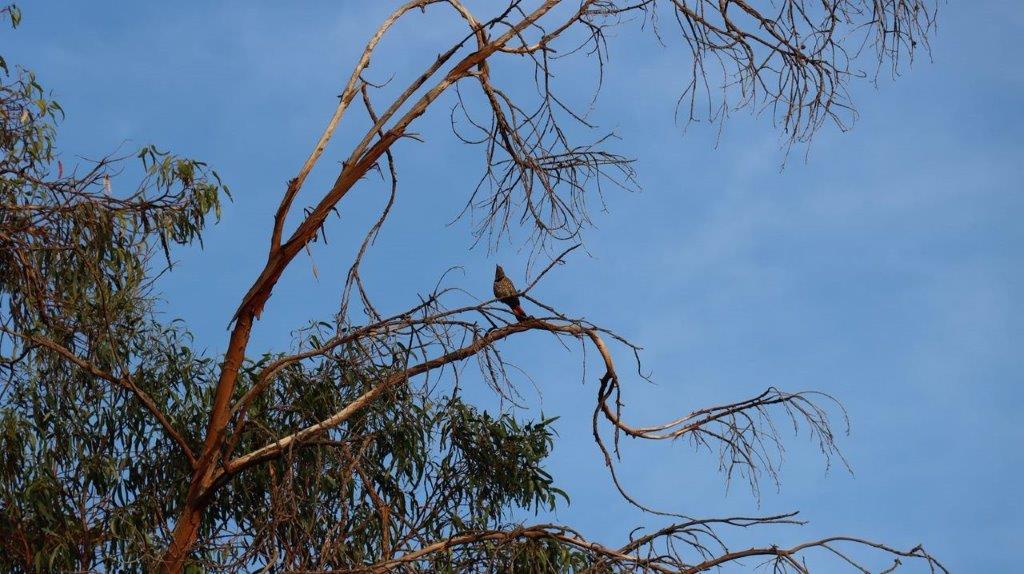A bird on a tree branch

Description automatically generated