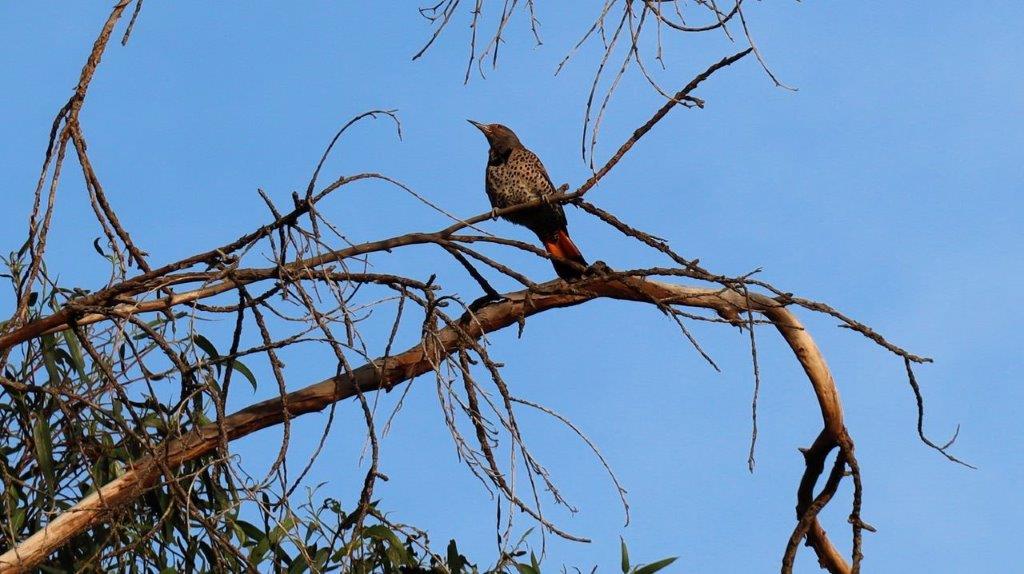 A bird perched on a tree branch

Description automatically generated