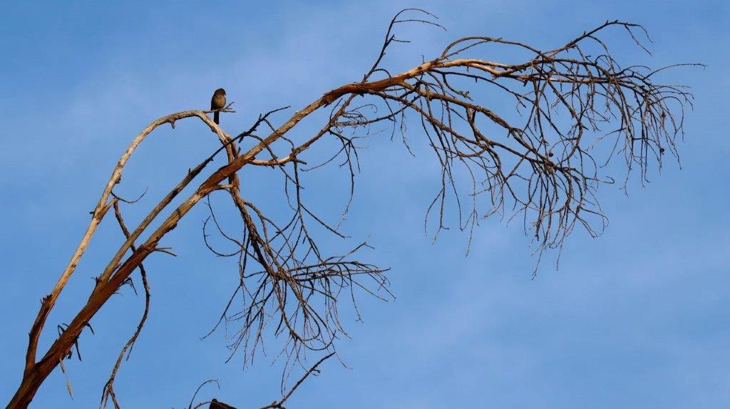 A bird perched on a tree branch

Description automatically generated