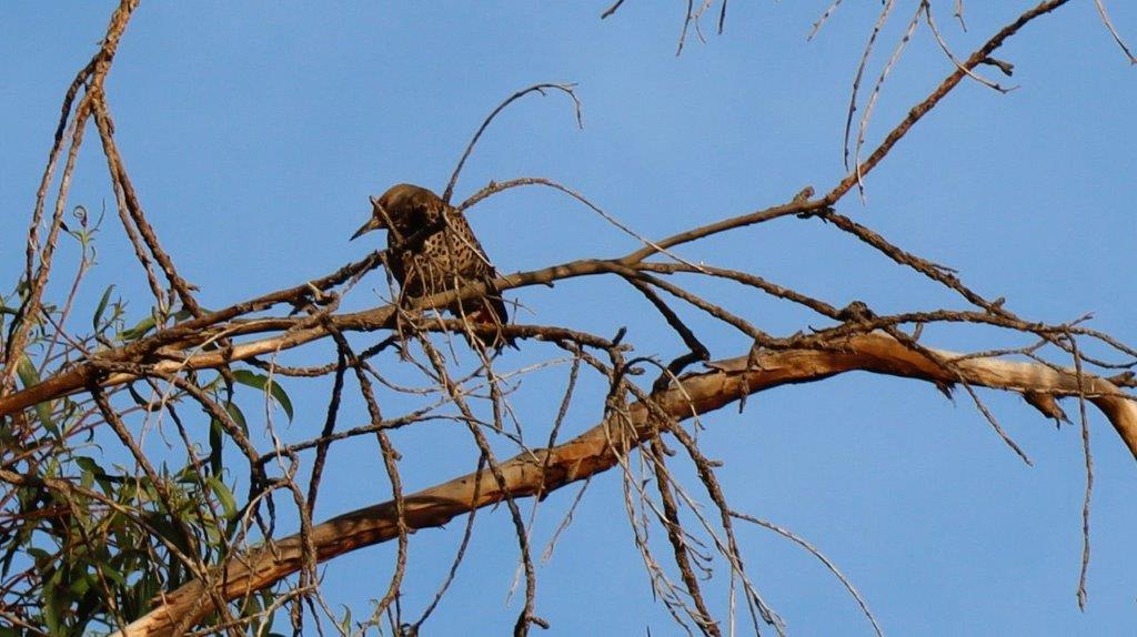 A bird sitting on a tree branch

Description automatically generated