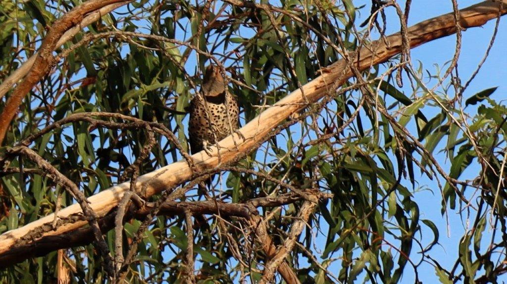 A bird sitting on a branch

Description automatically generated