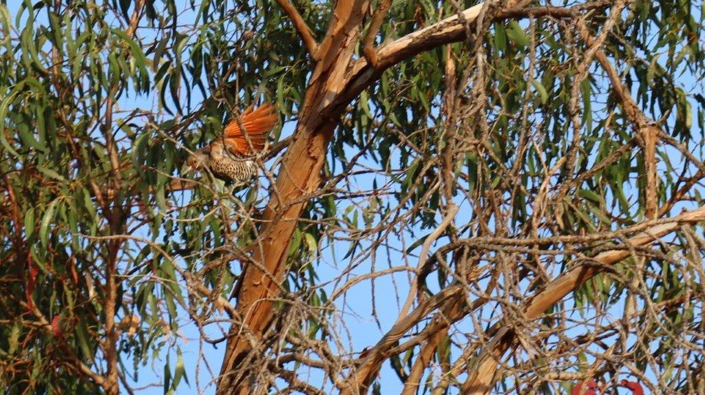 A bird on a tree branch

Description automatically generated