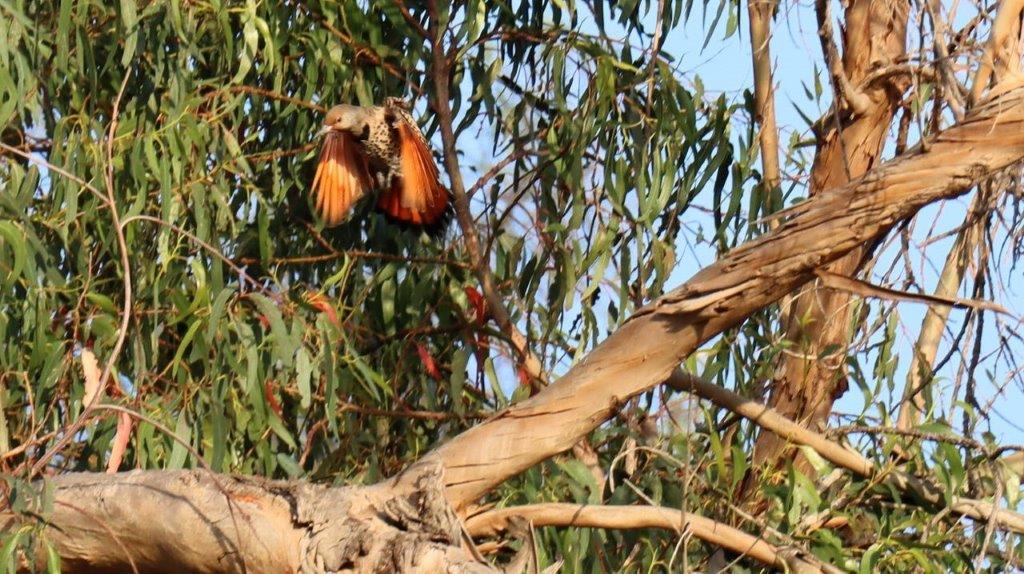 A bird flying in a tree

Description automatically generated