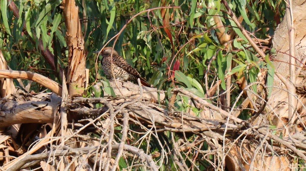 A bird sitting on a tree branch

Description automatically generated